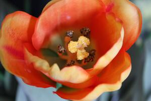 Narancssárga mű tulipán levelekkel - 1 darab, 67cm