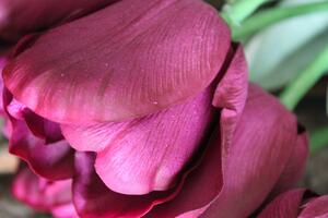 Lila mű tulipán levelekkel - 1 darab, 67cm
