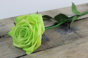 Zöld virágzó rózsa 60cm