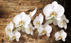 Poszter tapéta Fehér orchidea 3