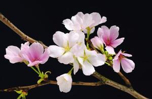 Poszter tapéta Cherry Blossoms F627