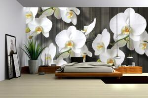 Poszter tapéta Fehér orchidea 2 papír 368 x 254 cm papír 368 x 254 cm