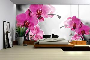 Poszter tapéta Orchid in grey background papír 254 x 184 cm papír 254 x 184 cm
