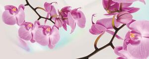 Poszter tapéta panoráma vlies Orchidea