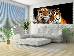 Poszter tapéta panoráma vlies Tigrisek