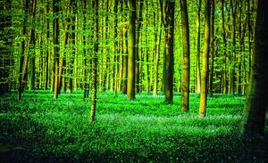 Poszter tapéta Green forest vlies 104 x 70,5 cm vlies 104 x 70,5 cm