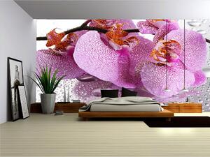 Poszter tapéta Orchidea vlies 416 x 254 cm vlies 416 x 254 cm