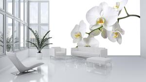 Poszter tapéta Fehér orchidea vlies 104 x 70,5 cm vlies 104 x 70,5 cm