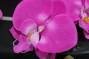 Sötétrózsaszín háromszárú mű orchidea 95cm