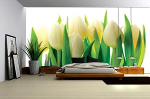 Poszter tapéta Fehér tulipánok papír 254 x 184 cm papír 254 x 184 cm