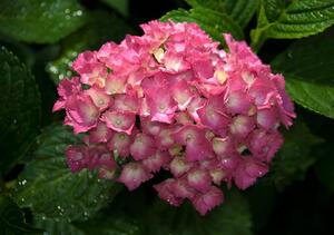 Poszter tapéta Rózsaszín virág vlies 152,5 x 104 cm vlies 152,5 x 104 cm
