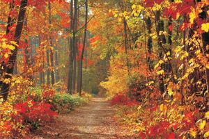 Poszter tapéta Forest in fall vlies 152,5 x 104 cm vlies 152,5 x 104 cm