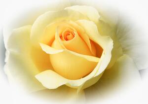 Poszter tapéta Sárga virág vlies 152,5 x 104 cm vlies 152,5 x 104 cm