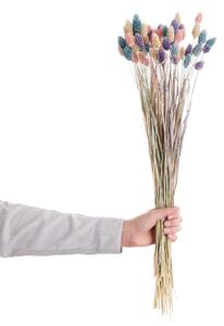 FLOWER MARKET szárított phalaris, színes 22cm