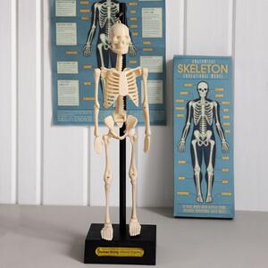 Anatomical csontváz modell - Rex London