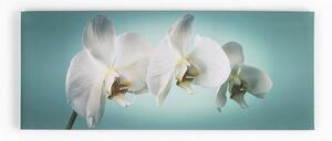 Keret nélküli kép - vászonnyomtatás - 40-615, Teal orchid, Wall Art, Graham Brown