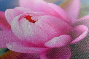 Kép rózsaszín tavirózsa
