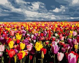 Festés számok szerint kép kerettel "Tulipánmező" 40x50 cm