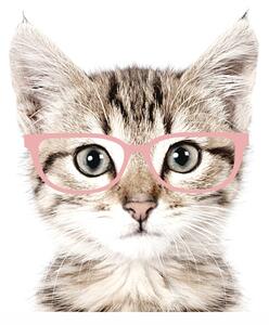 Falmatrica cica rózsaszín szemüvegben