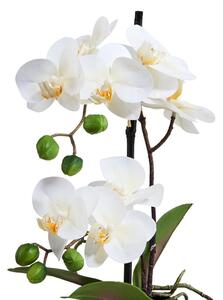 FLORISTA cserepes orchidea, 35 cm