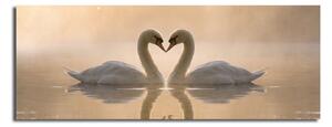 Swan Love vászon kép, 90 x 30 cm