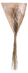 FLOWER MARKET szárított nyúlfarkfű, 70cm