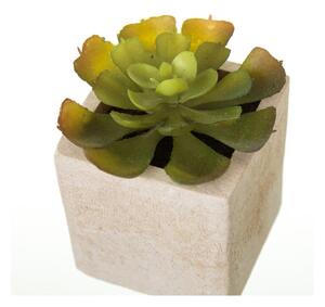 Műnövény szett 6 db-os (magasság 9,5 cm) Cactus – Casa Selección