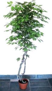 Csíkos Fikusz fa műnövény 150 cm