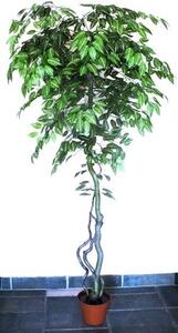 Csíkos Fikusz fa műnövény 180 cm