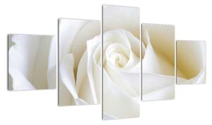 Kép - fehér, rózsák (125x70cm)