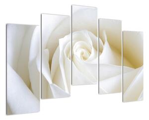 Kép - fehér, rózsák (125x90cm)
