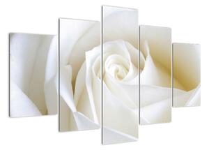 Kép - fehér, rózsák (150x105cm)