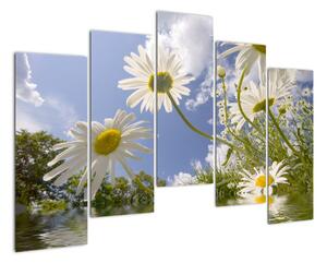 Kép - százszorszép, tavasszal (125x90cm)