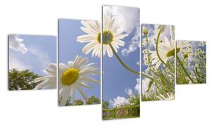 Kép - százszorszép, tavasszal (125x70cm)