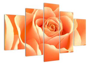 Kép - narancs, roses (150x105cm)