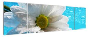 Kép - százszorszép, virág (170x50cm)