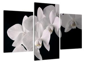 Kép - fehér, orchidea (90x60cm)