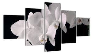 Kép - fehér, orchidea (125x70cm)