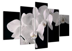 Kép - fehér, orchidea (150x105cm)
