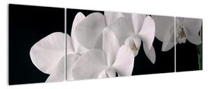 Kép - fehér, orchidea (170x50cm)