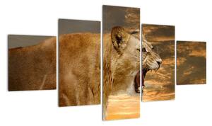 Kép - ordít, oroszlán (125x70cm)