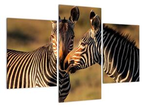 Kép - zebra (90x60cm)