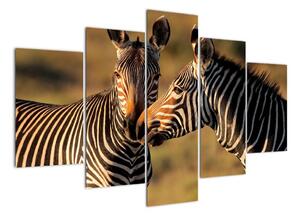 Kép - zebra (150x105cm)