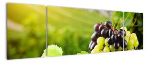 Kép - szőlő (170x50cm)