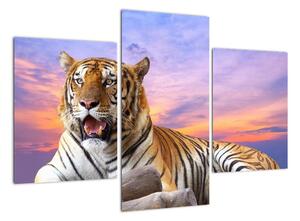 Kép - fekvő, tigris (90x60cm)