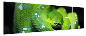 Az állatok képe - kígyó (170x50cm)