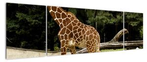 Modern kép - állatok (170x50cm)