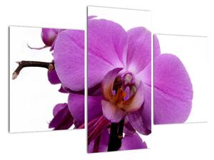 Modern kép - virágok (90x60cm)