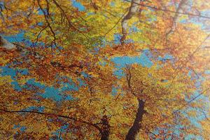 Kép őszi fa korona