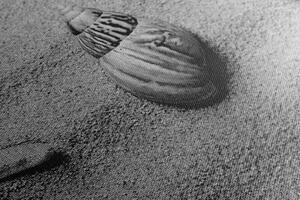 Kép kagyló a tengerparton fekete fehérben